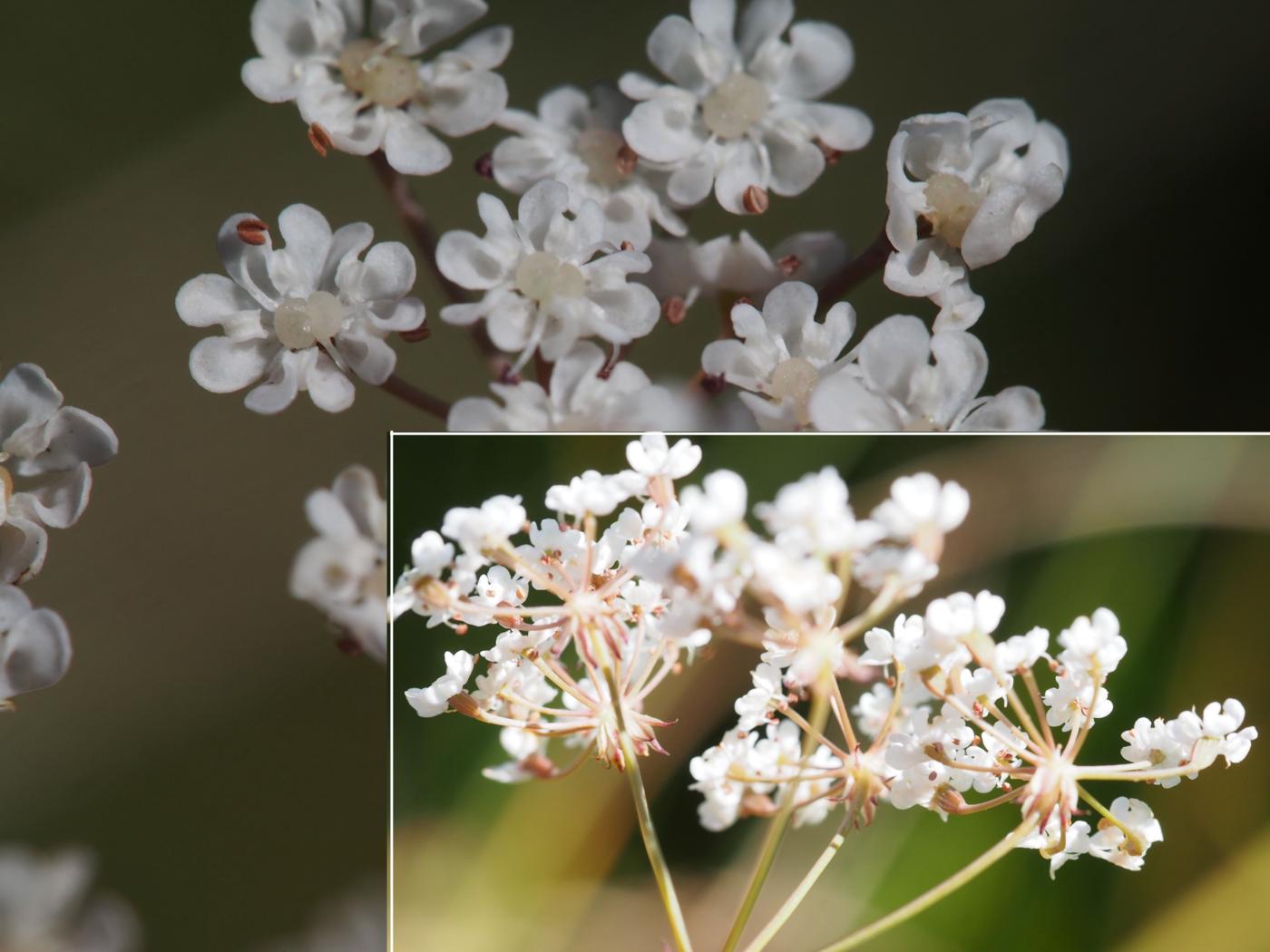 Caraway, Whorled flower